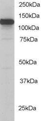 Kinesin 1/UKHC Antibody