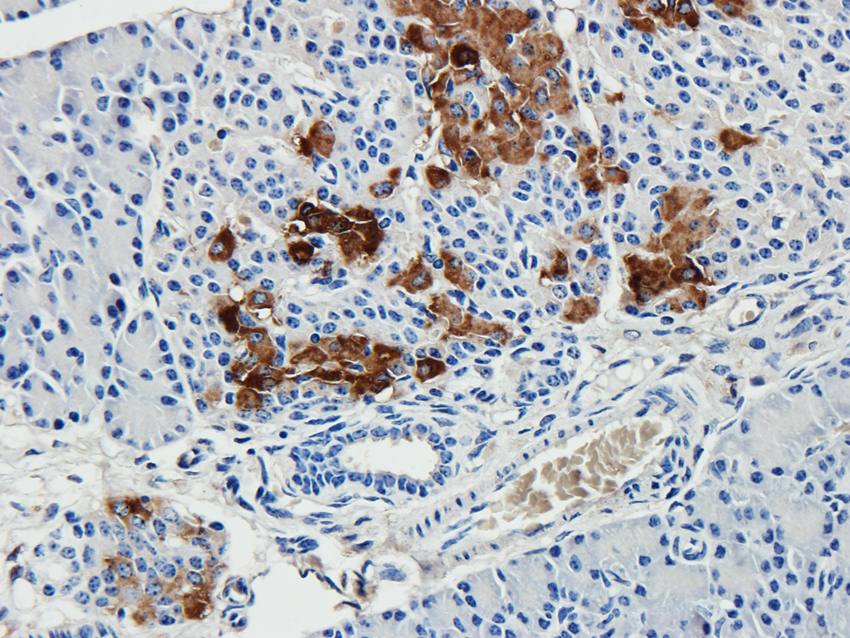 Kiss1 Rabbit Polyclonal Antibody