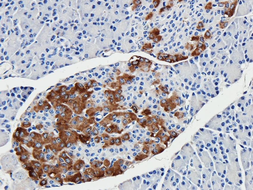 Kiss1 Rabbit Polyclonal Antibody