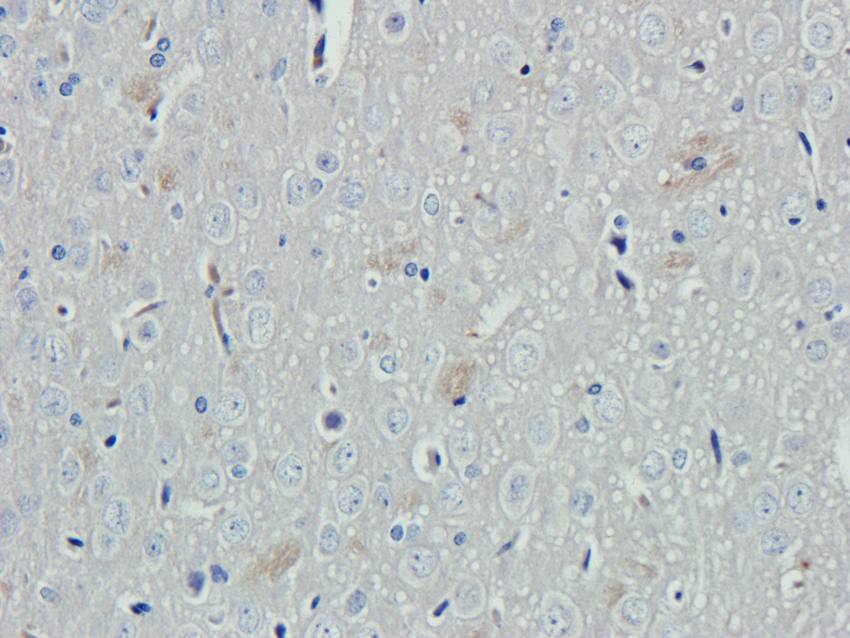 Kiss1 Rabbit Polyclonal Antibody