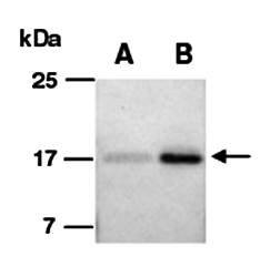 KITL (C) Antibody, Rabbit Polyclonal