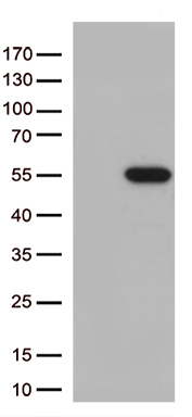 KLF12 Antibody