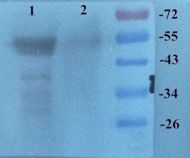 KLF2 antibody
