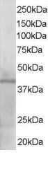 KLF3/BKLF Antibody