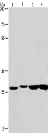 KLF7 Antibody