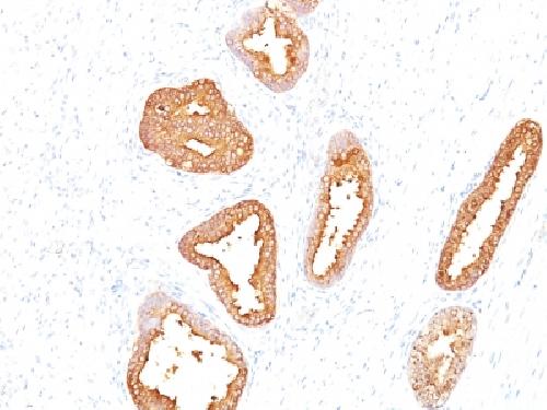 KLK3 Antibody