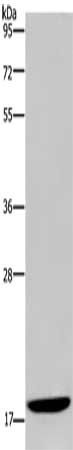 KLLN Antibody