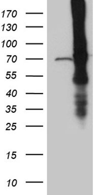 UBAC1 Antibody