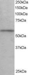 KPNA3/IPOA4 Antibody