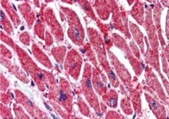 KPNA3/IPOA4 Antibody
