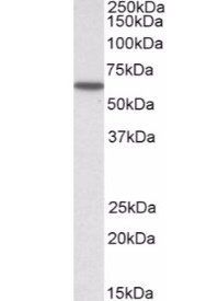 KPNA3/IPOA4 Antibody