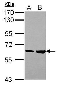 KPNA4 Rabbit Polyclonal Antibody