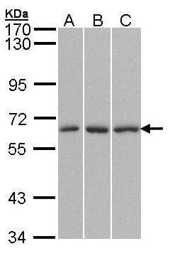 KPNA4 Rabbit Polyclonal Antibody