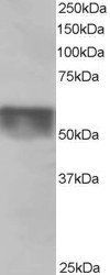 KPNA4/IPOA3 Antibody