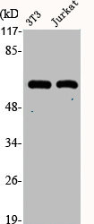 KRT10 Antibody