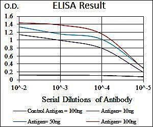 KRT13 Antibody