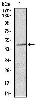 KRT13 Antibody
