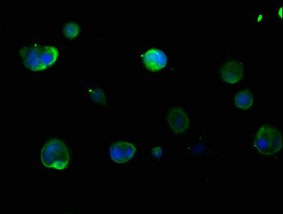 KRT16 Antibody