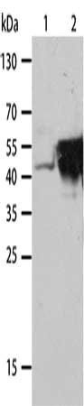 KRT19 Antibody