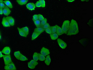 KRT20 Antibody
