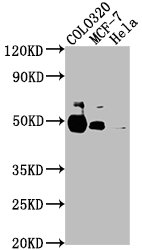 KRT20 Antibody