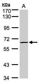 Dyrk3 Rabbit Polyclonal Antibody
