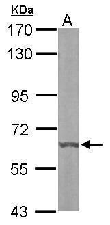 Dyrk3 Rabbit Polyclonal Antibody