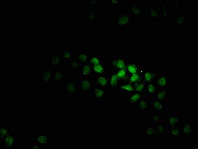 KTI12 Antibody