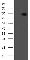 KCNAB1 Antibody