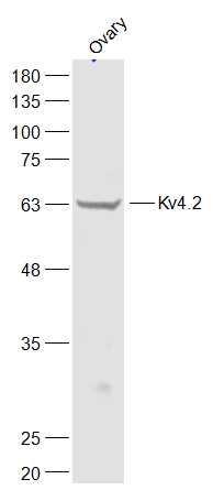 Kv4.2 Rabbit Polyclonal Antibody