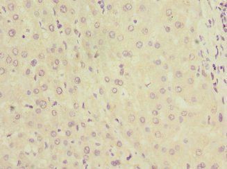KYNU Antibody
