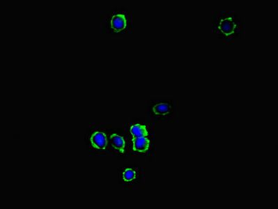 KYNU Antibody