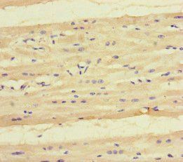 KYNU Antibody