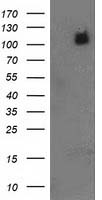 L1CAM Antibody