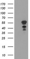 L1CAM Antibody