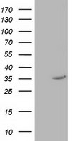 L1CAM Antibody