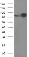 L1CAM Antibody