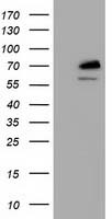 L1CAM Antibody