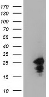 L1CAM Antibody