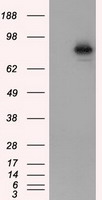 L1CAM Antibody