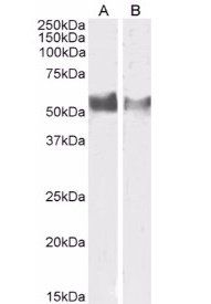 Goat anti-LAG3 / CD223 Antibody