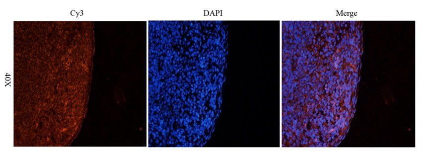 LAG3 Rabbit Polyclonal Antibody