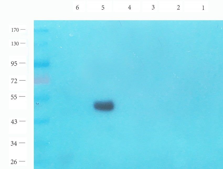 LAG3 Rabbit Polyclonal Antibody