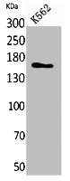 LAMC2 Antibody