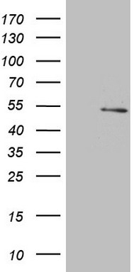 LMNA Antibody