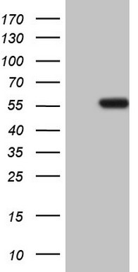LMNA Antibody