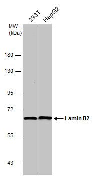 lamin B2 Antibody