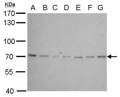 lamin B2 Antibody