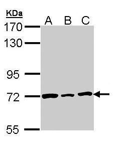 lamin B2 Antibody