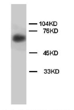 Lamin B1/LMNB1 Rabbit Polyclonal Antibody